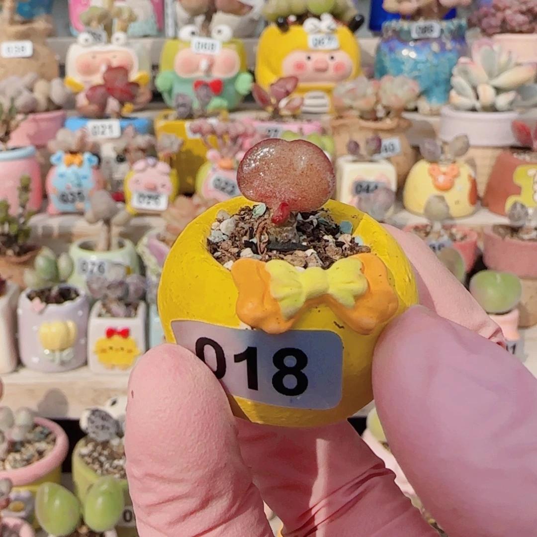 可爱小雪蛋 盆口2cm