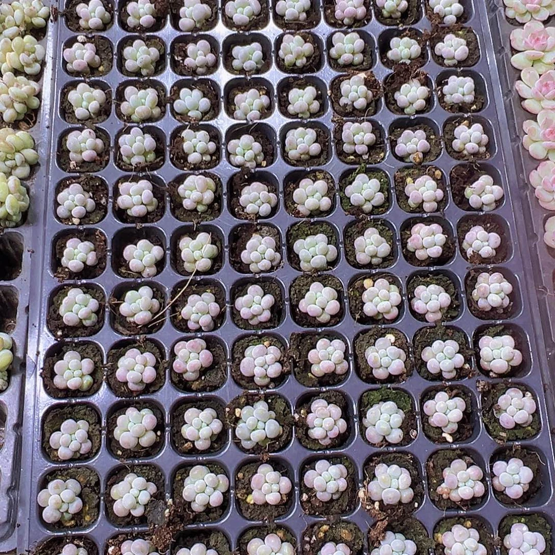 汤圆64个带盘发多肉