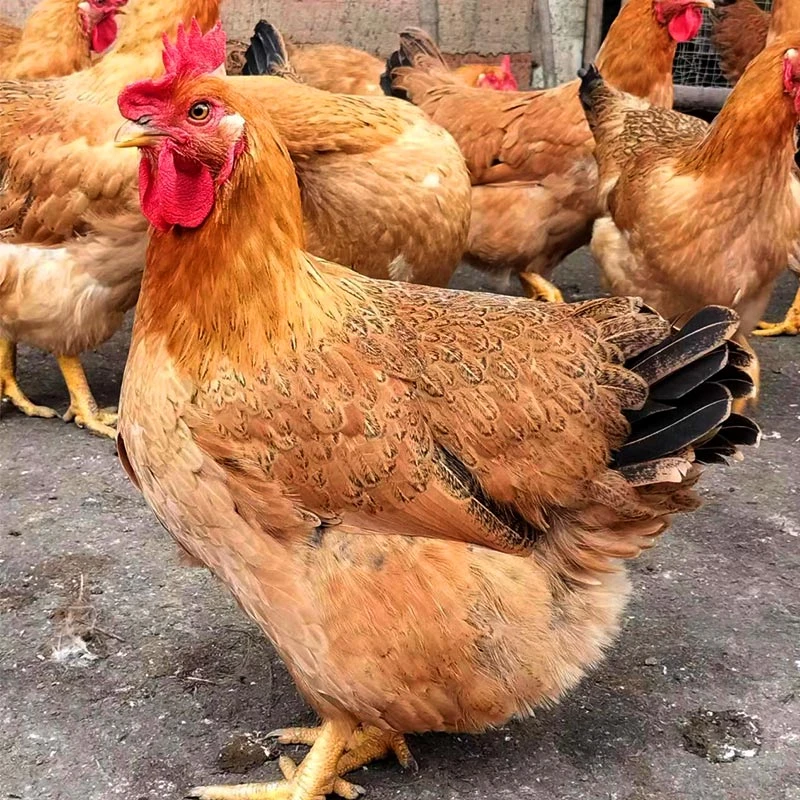 【5只】1斤灵山土鸡 疫苗做全 倒一只赔一只 包邮包活到家
