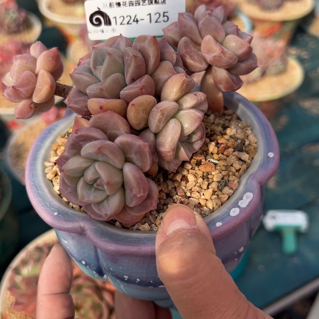 从前慢花园多肉编号1224-125