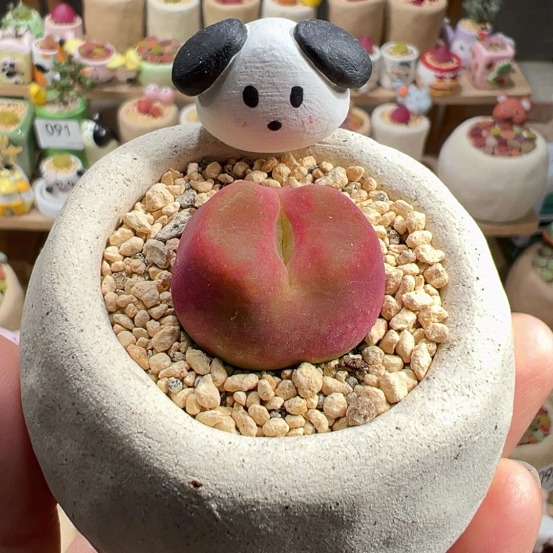 多肉植物133号水蜜桃