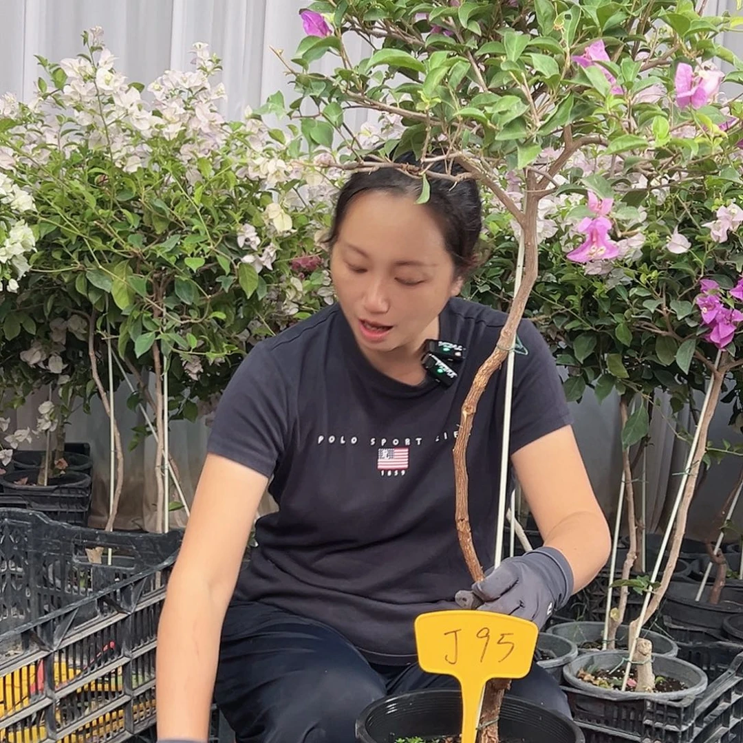 老***安当前无花栽培后可以开花J95雪紫