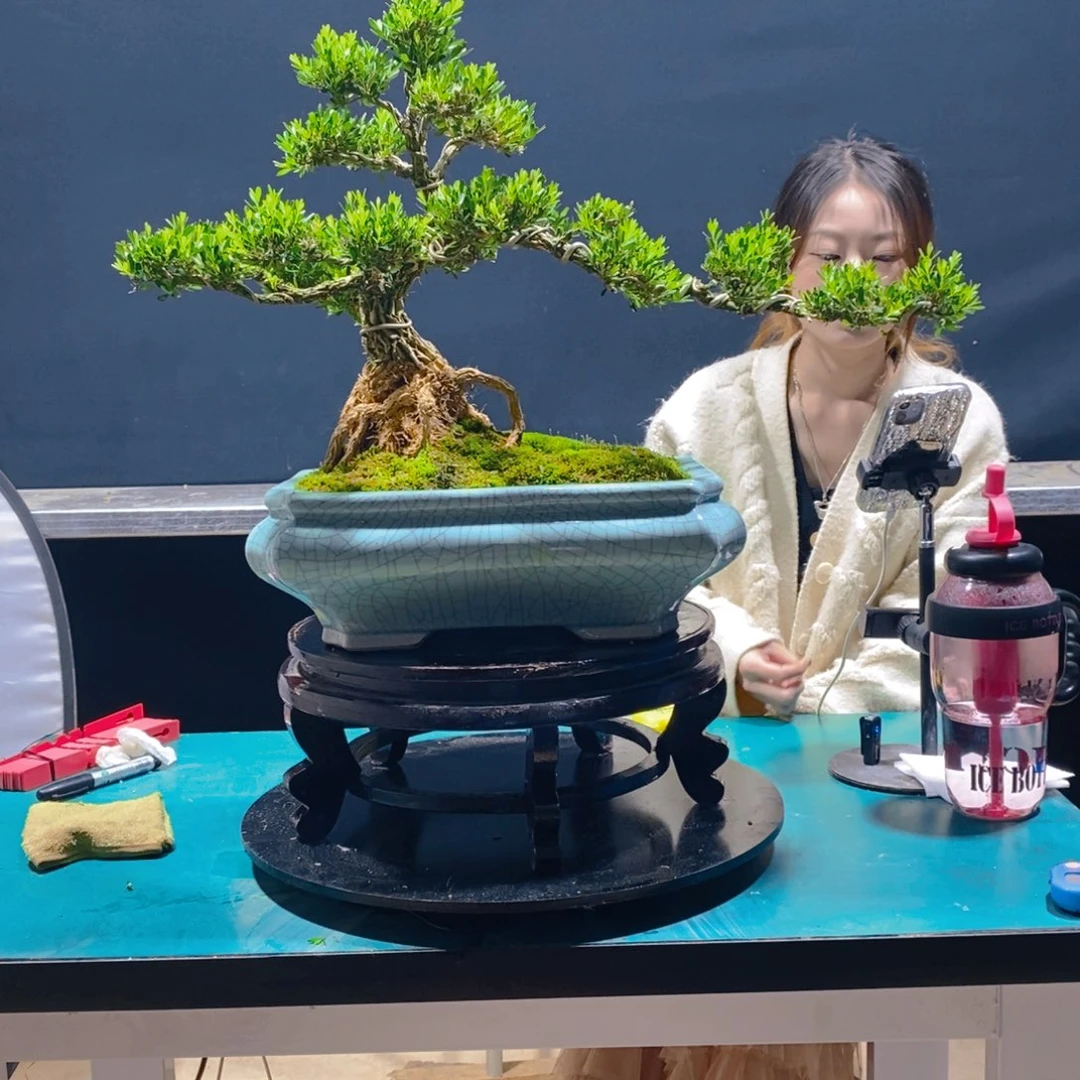 绿植雀舌黄杨软枝