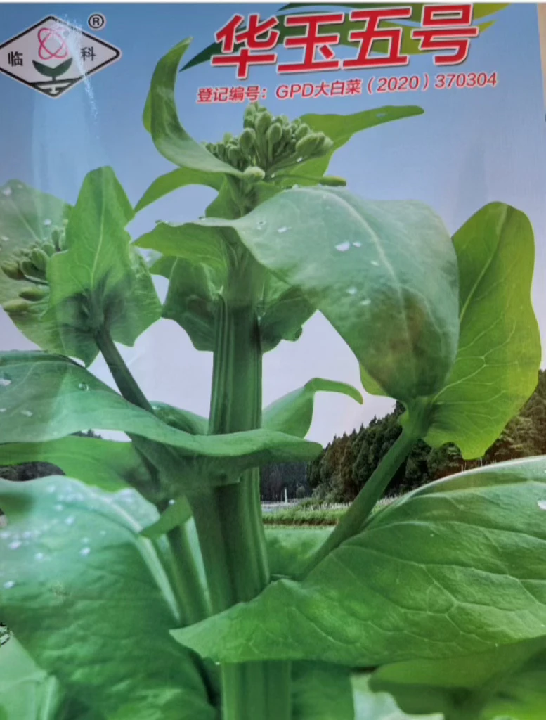 华玉五号白菜种子可作小白菜包菜种植耐热耐湿阳台农家蔬菜种