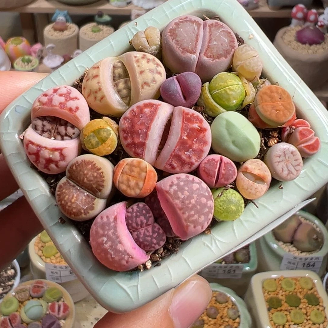 多肉植物155号彩色组合