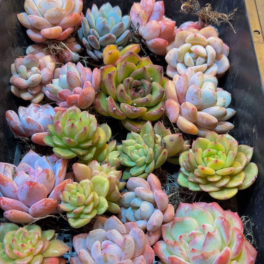 无***尘089大热文我来啦打