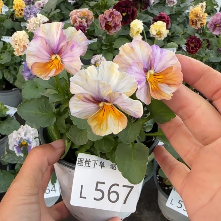 无花朵L567小苗默认苗晃零下5勿拍