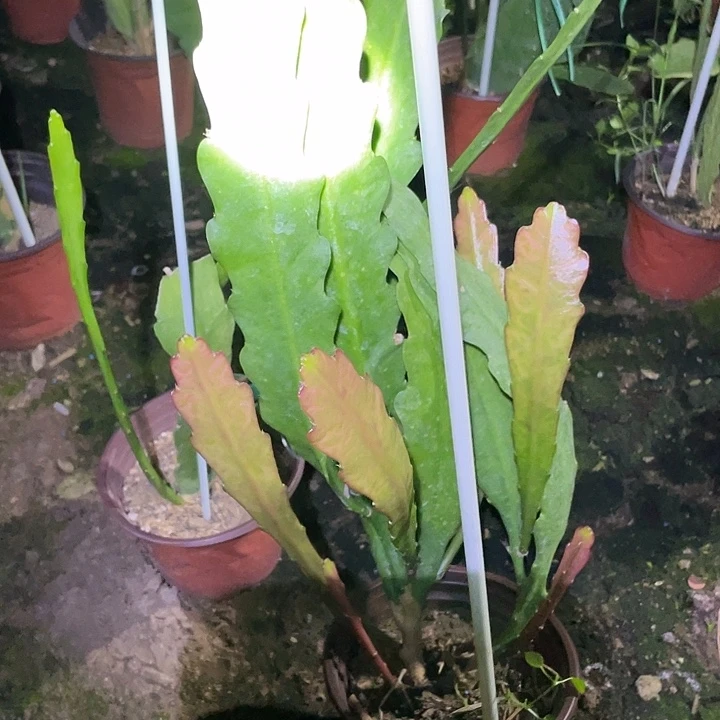 g***j令箭荷花盆栽苗子，香蕉黄