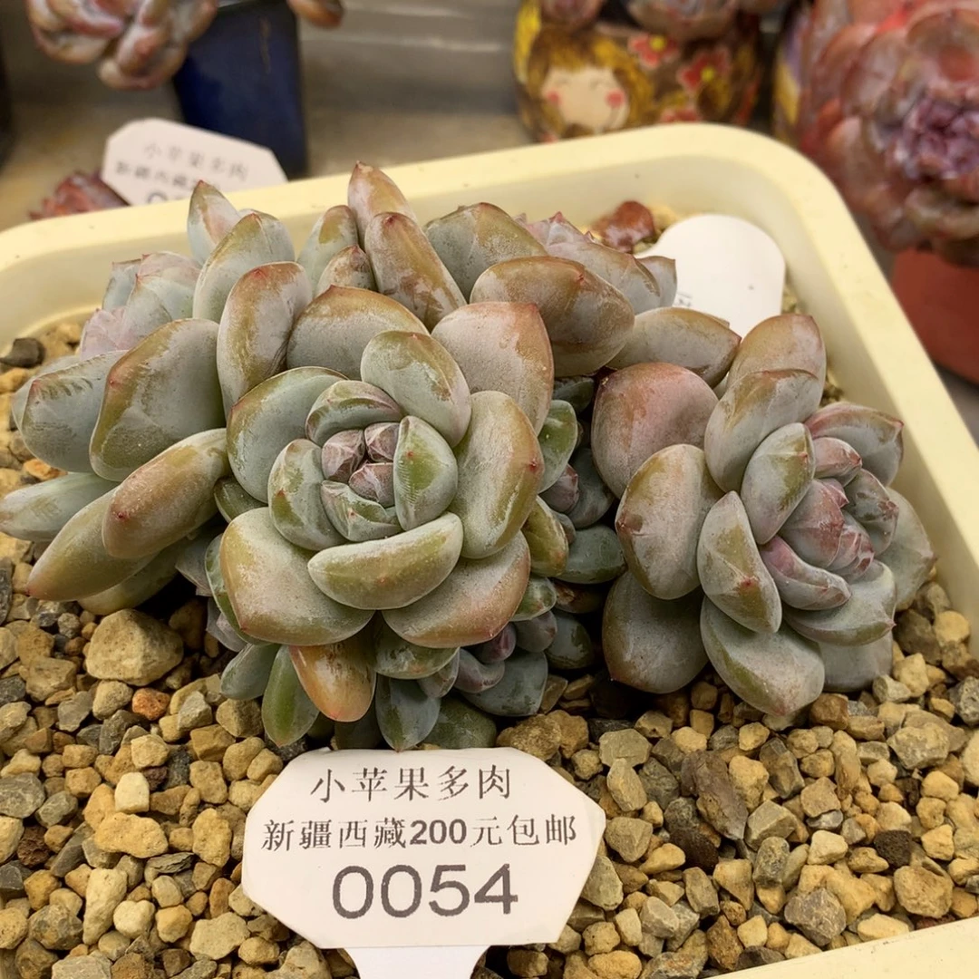 绿底紫心054/14.5cm7头