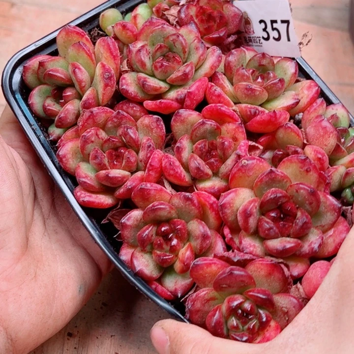 多肉植物多肉植物