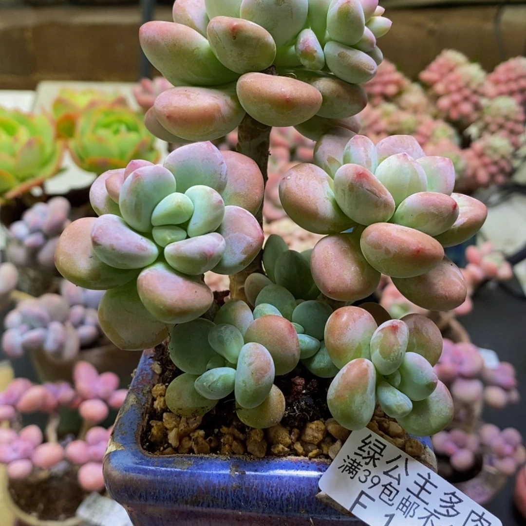 118樱花洛神8cm多肉