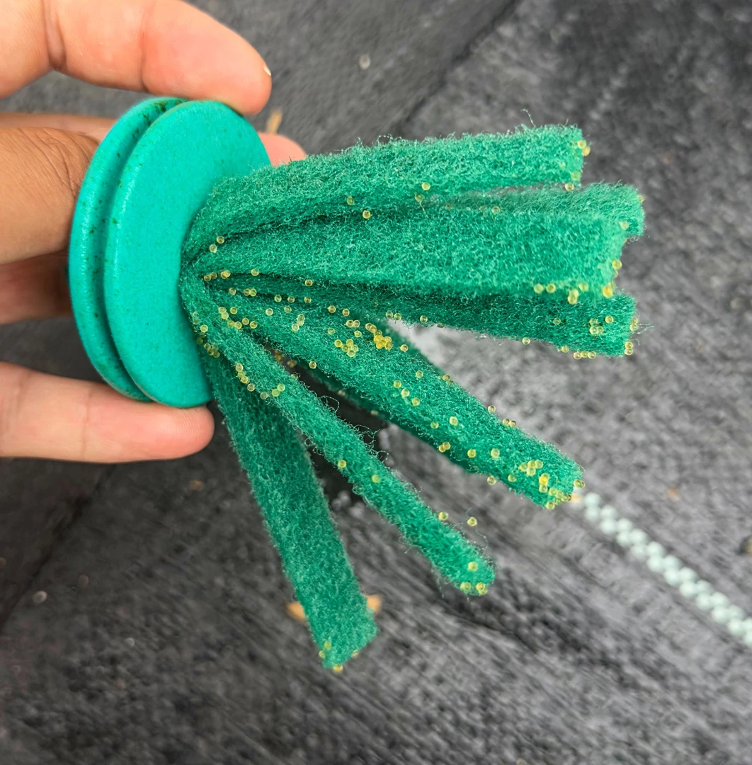 观背青鳉鱼卵广温鱼鱼卵