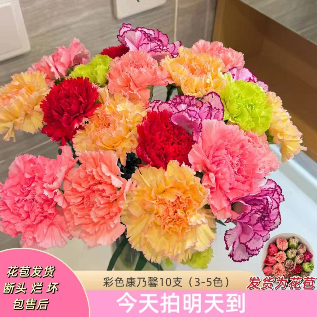 新年特价果语精选【混色单头康乃馨10枝】云南鲜花批发次日达5度以下加拍保温棉