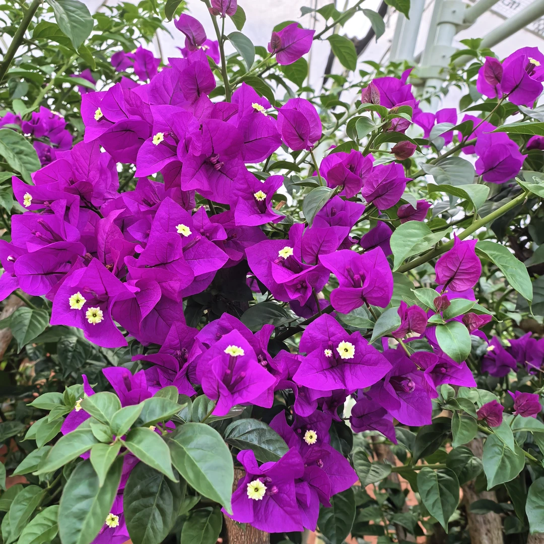 三角梅大苗发货四季开花爬藤植物室内阳台绿植