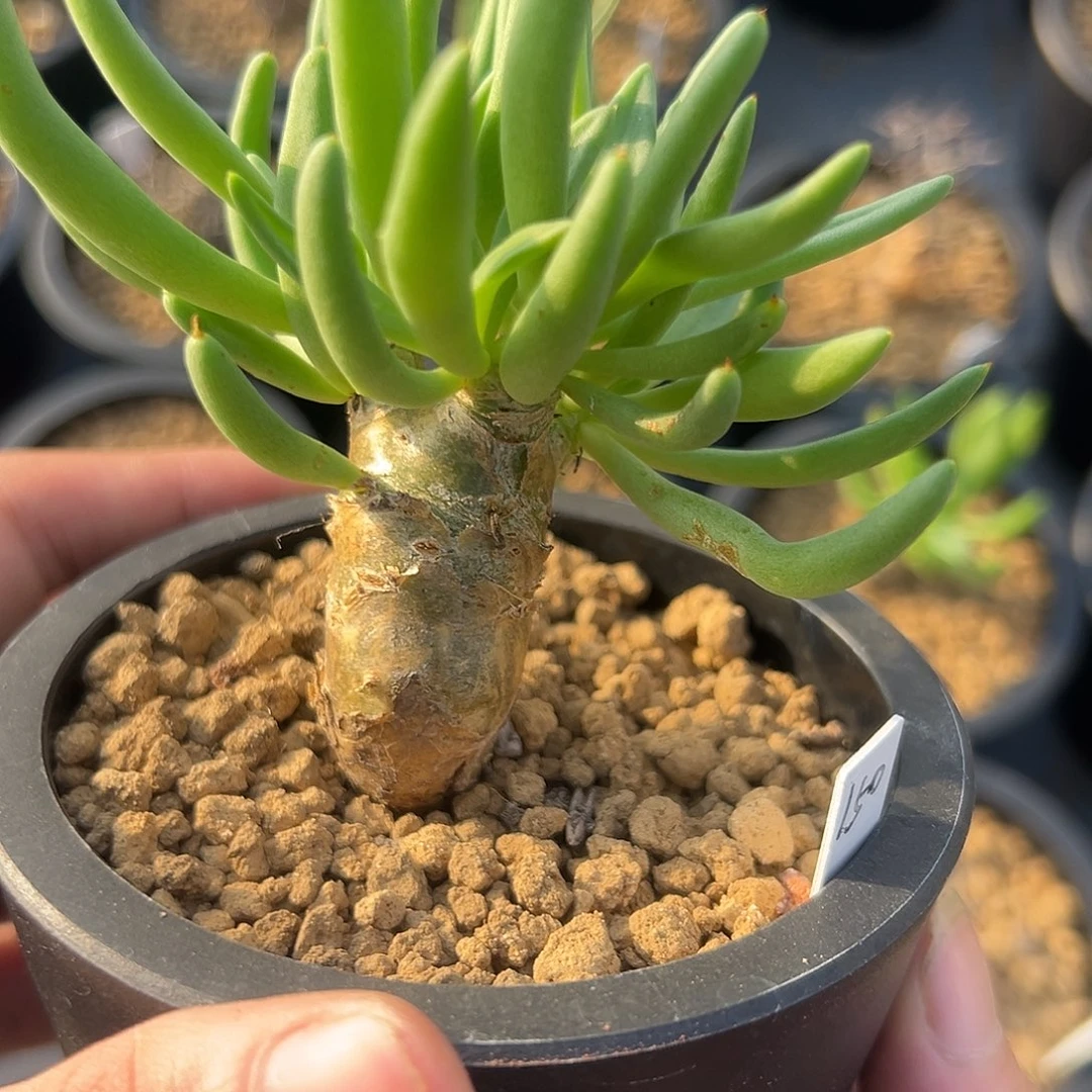 完全开放小钢丝球gggg