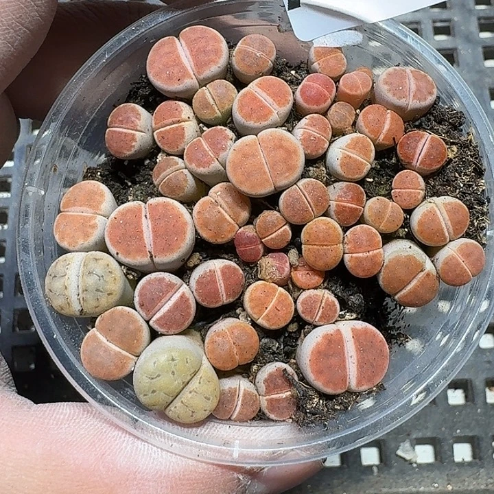 409 多肉植物多肉植物