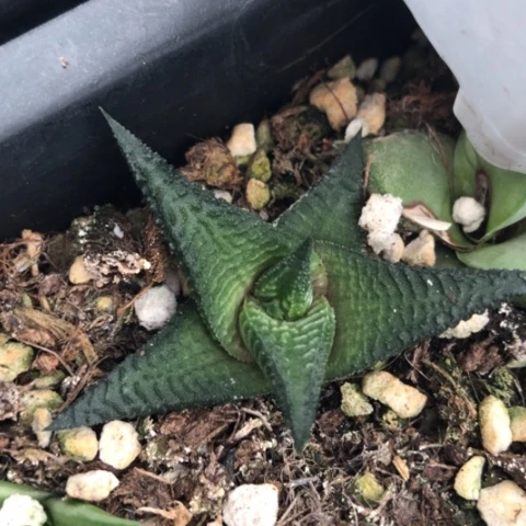 原始黑肌硬叶黑系