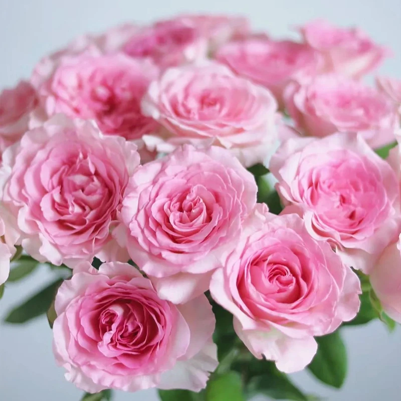 【A级洛神玫瑰】家用鲜花花束云南新鲜鲜花昆明鲜花直发玫瑰花