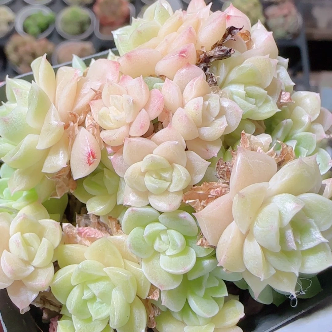 花语逸镜1030-26散