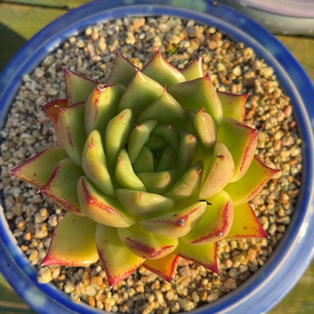 从前慢多肉精选编号0728.152