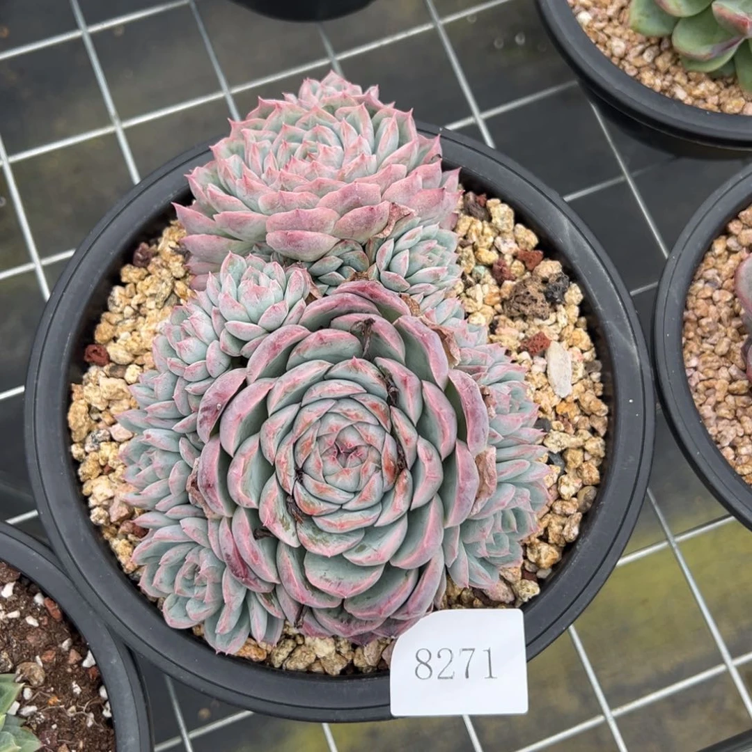 爱****@8271不包整肉肉肉肉肉肉