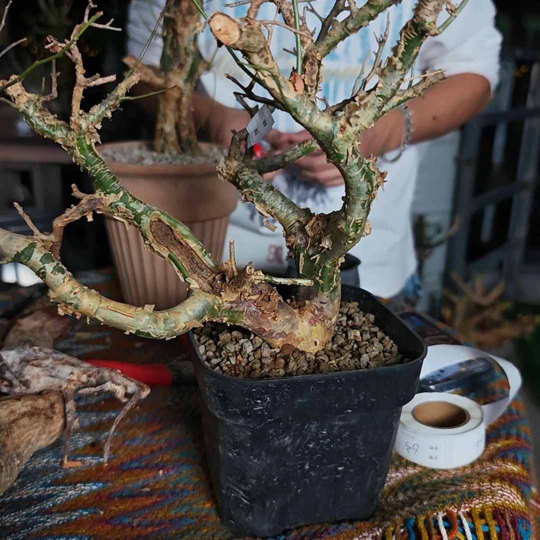 60卡派翠斯橄榄一物一拍差价