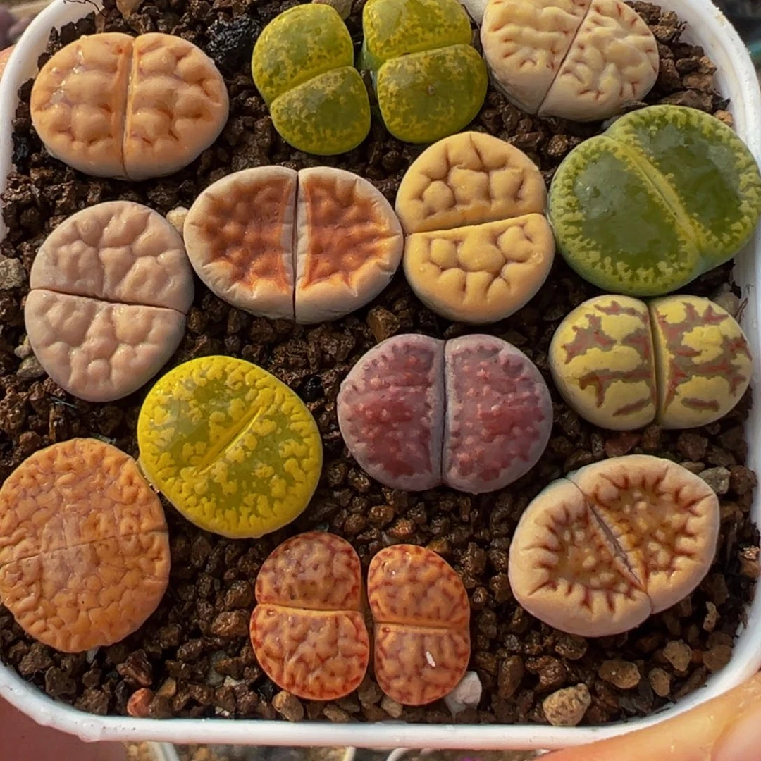 编号母本组合带盆多肉