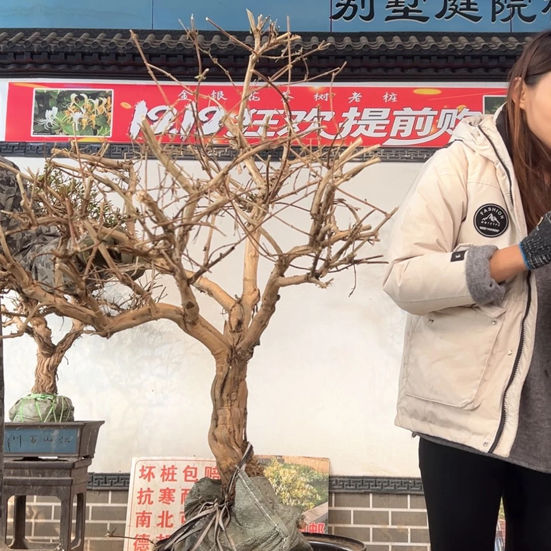 无花朵金银花8888888998888