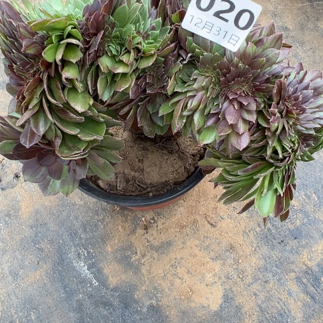 12.31-20花月夜缀多肉