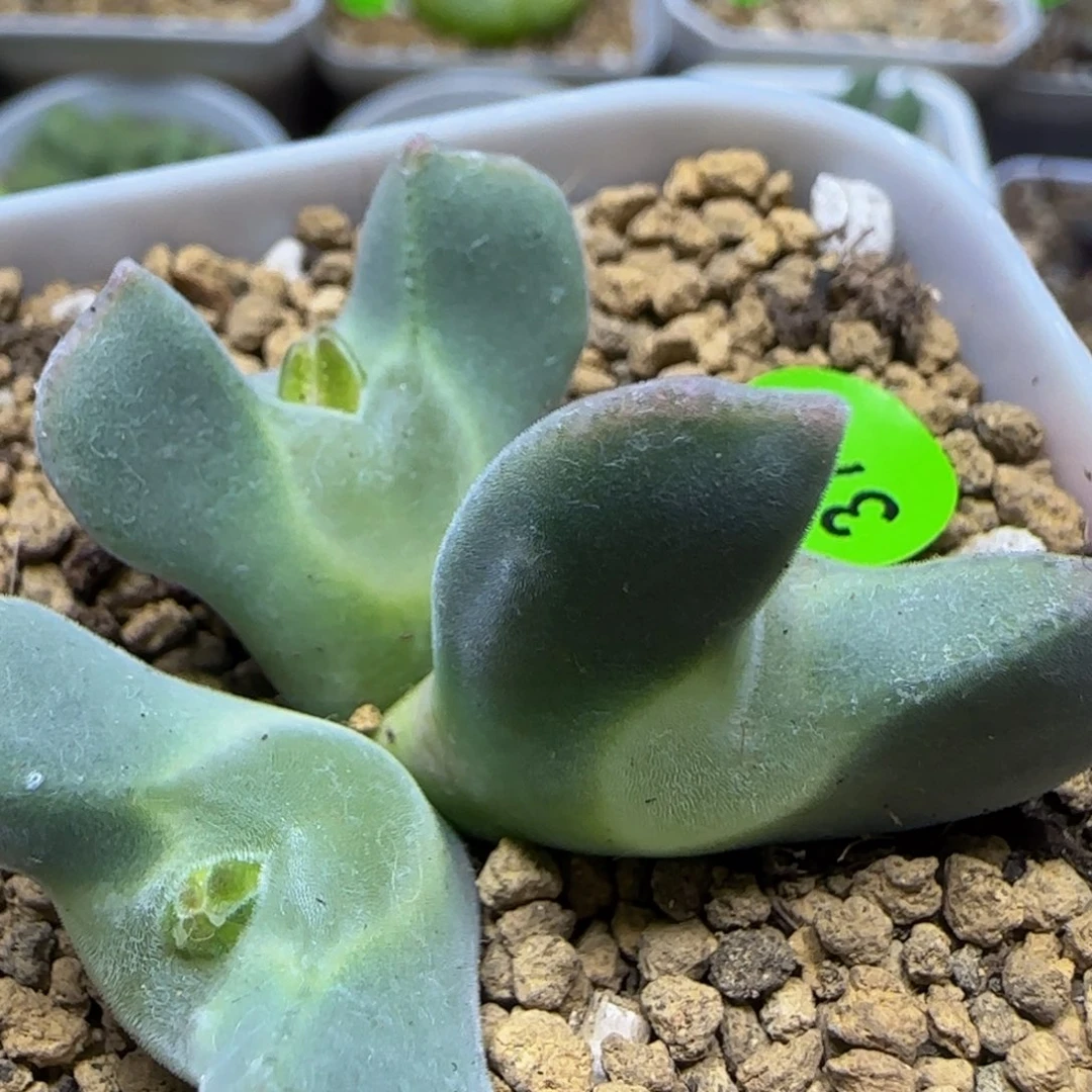 大眼睛空蝉群多肉植物379