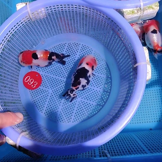 金鱼093兰寿两只特价顺丰包邮