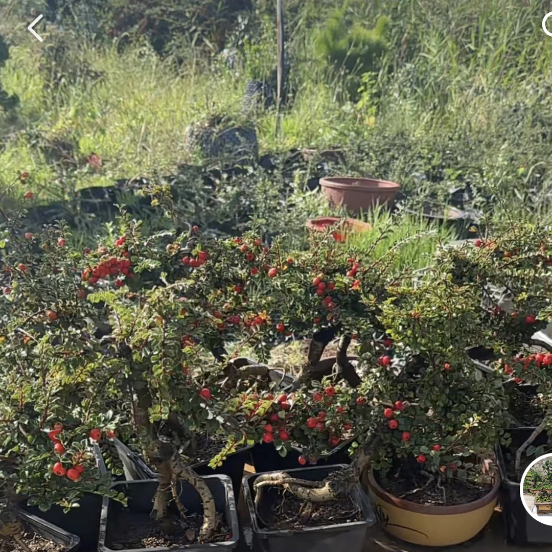 云南百花荀子老桩