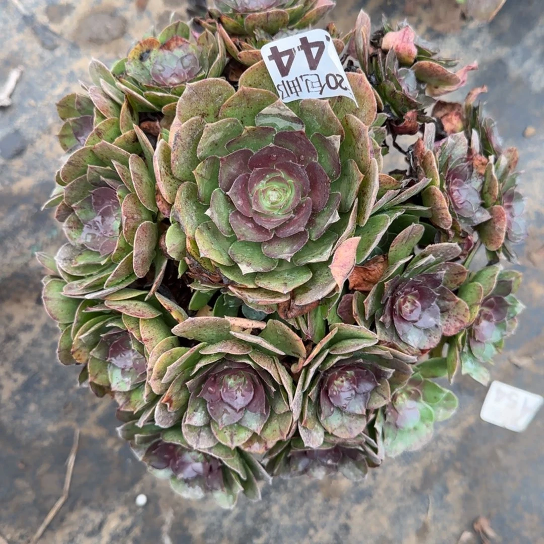 沙拉万244满20包邮断枝不包瑕疵