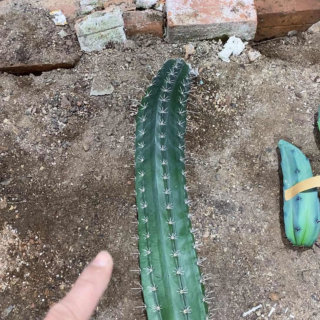 朝雾阁侧牙高度50公分左右