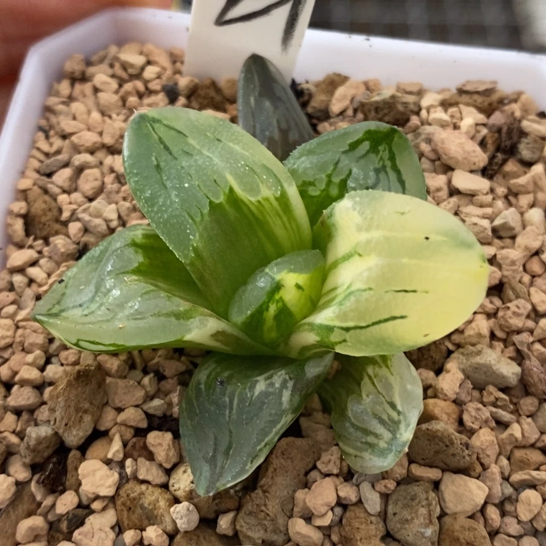 21号冰城锦多肉植物