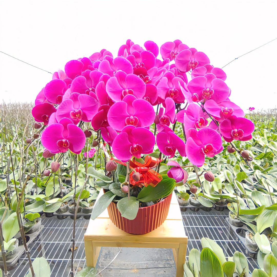 “100朵”蝴蝶兰大辣椒组盆【山东省内发货】花+花苞保100朵以上