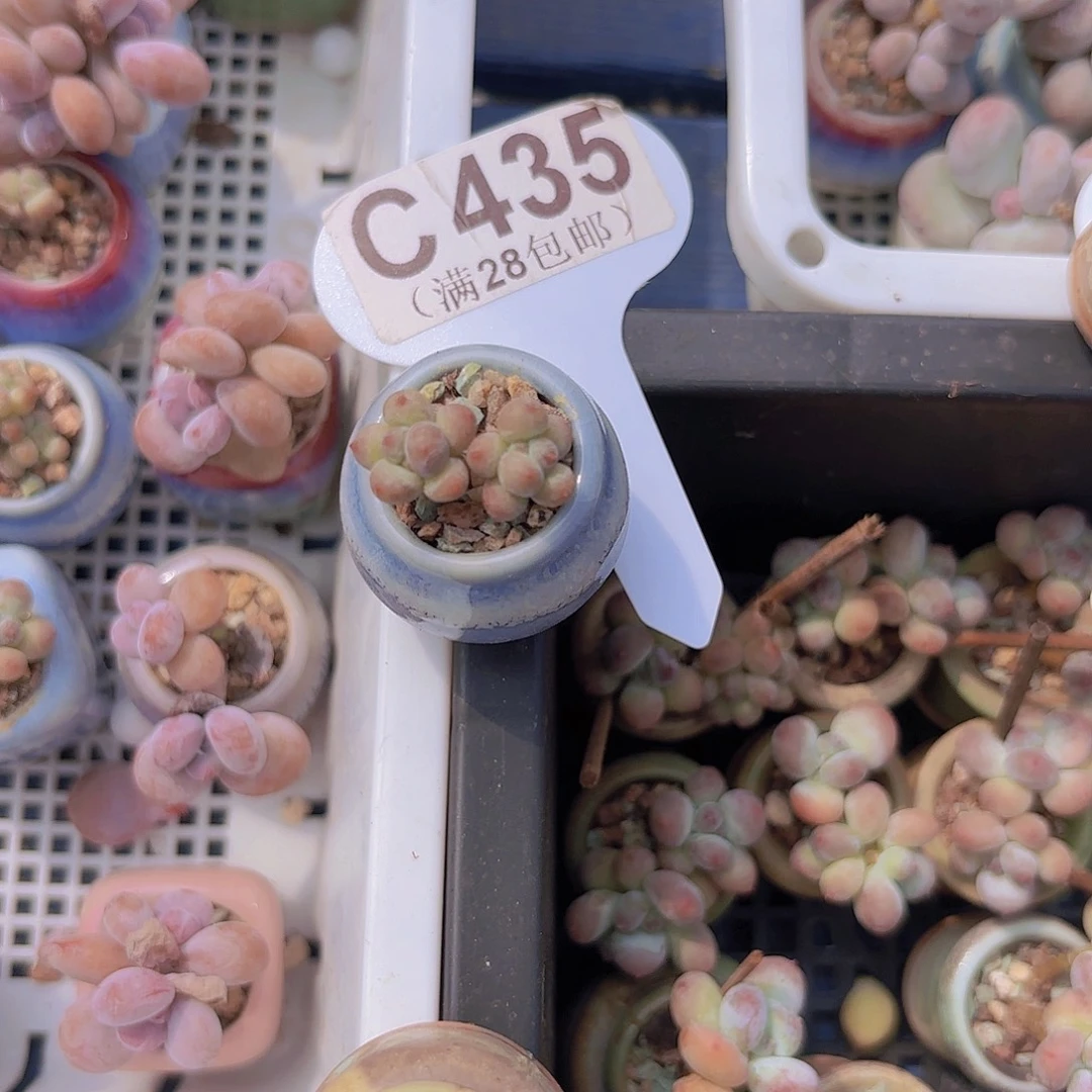 C435萤火虫一物一拍