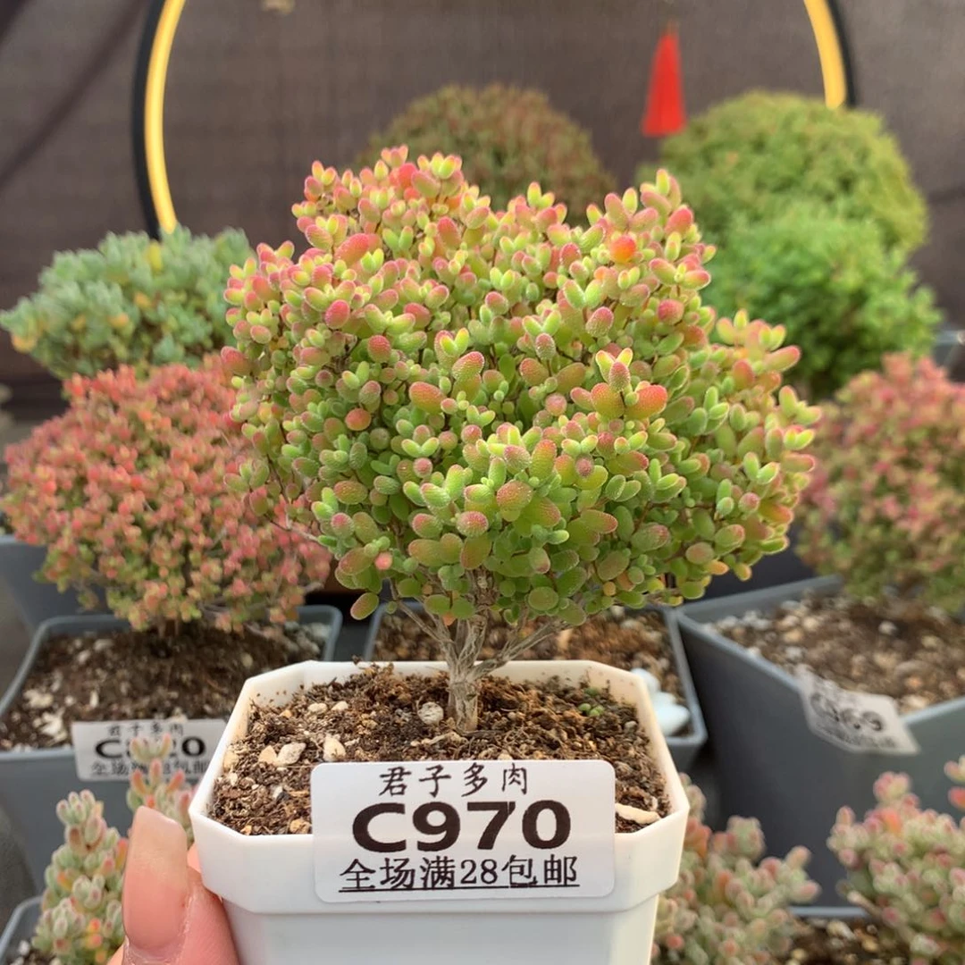 沐**灰c970蜜橘。