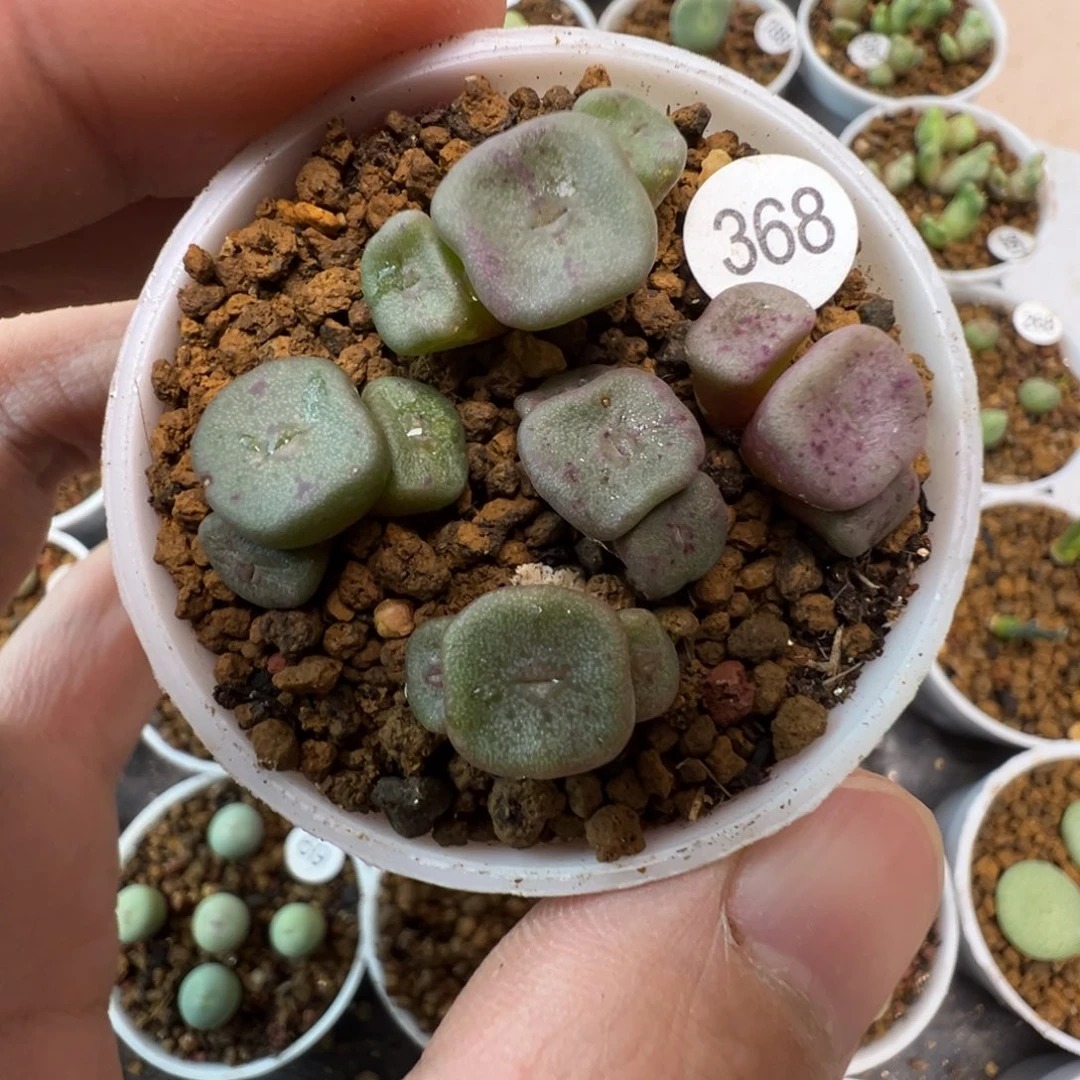 紫方碗一颗脱土3680000