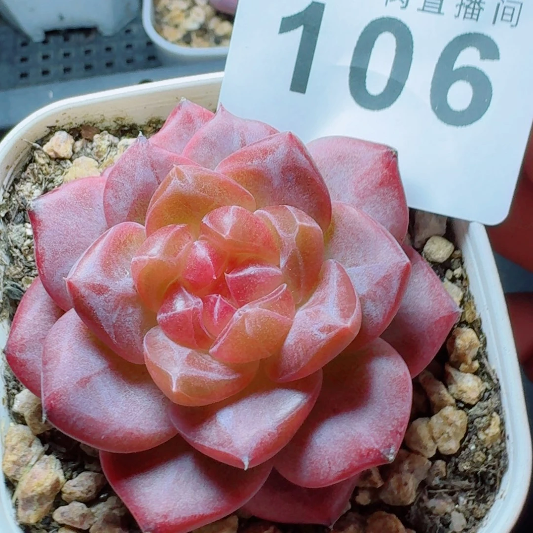 灯泡心            精美多肉植物