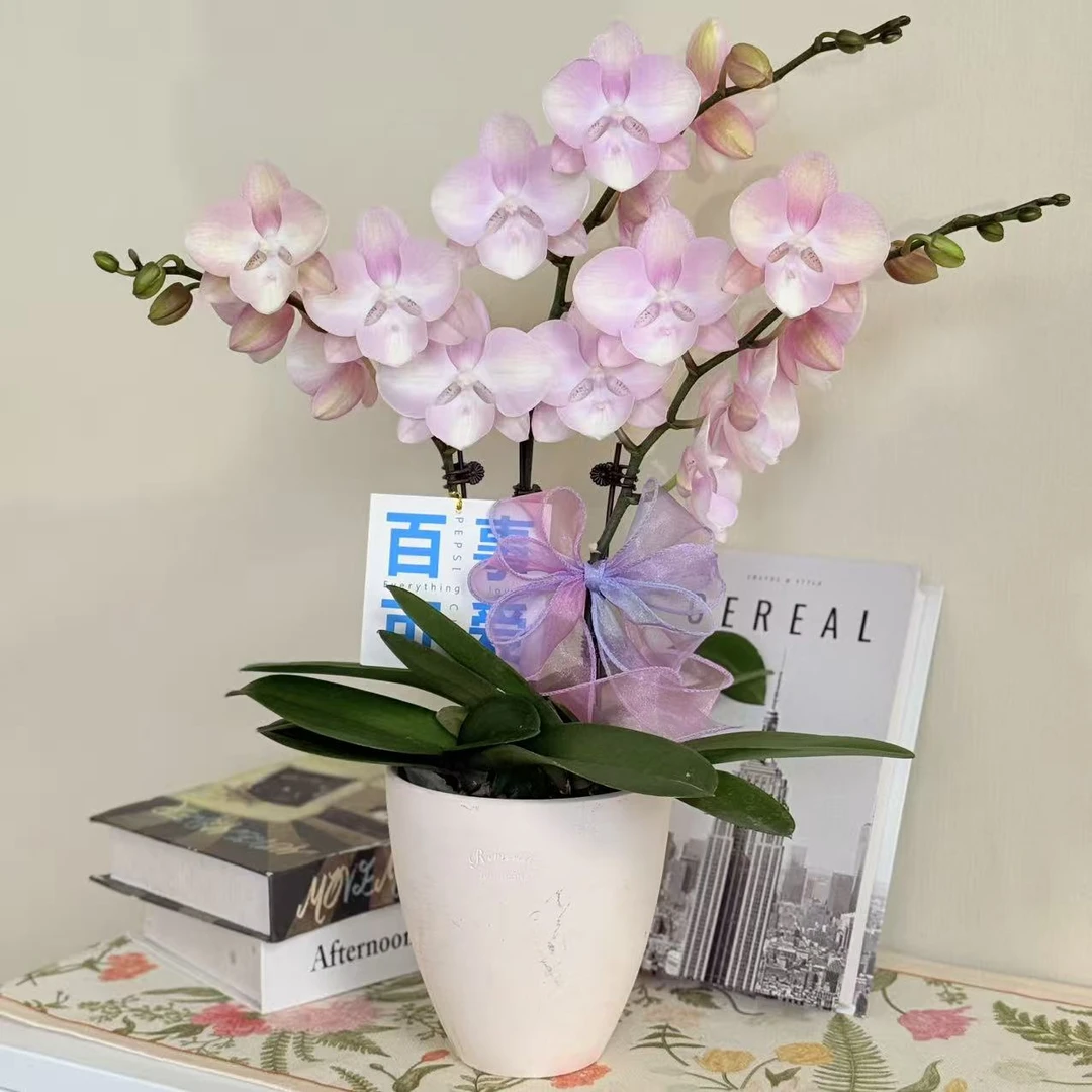 【威尼斯】蝴蝶兰精品花卉 渐变色系 桌面款小摆件 基地直发