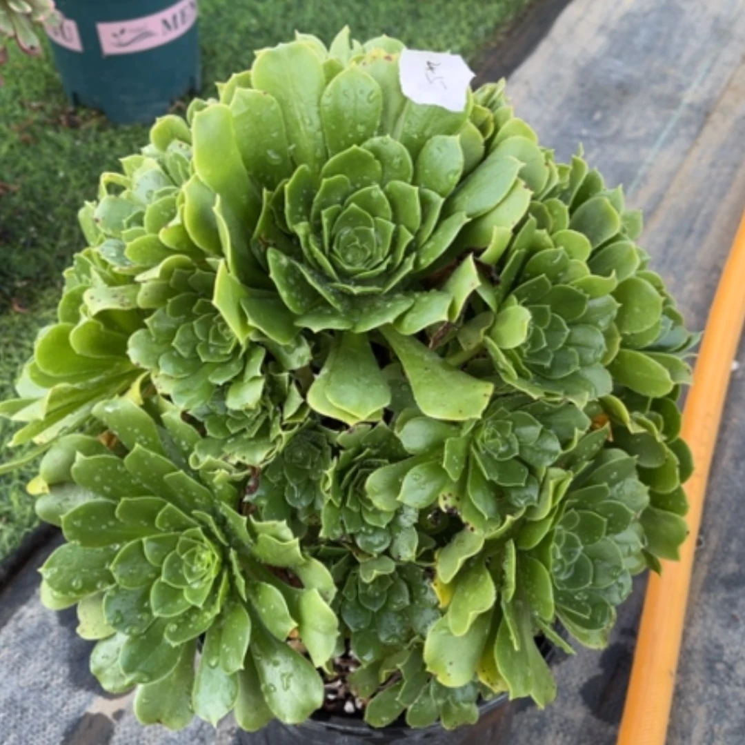 【闪购商品】45绿杨蓉多肉法师