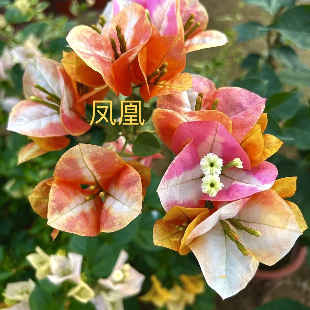 新品【凤凰】一花多色，花色多变，花量大，花期长，阳台庭院种植!