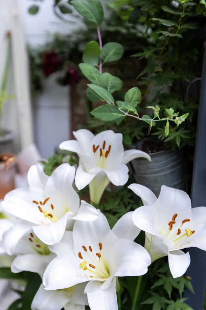 一颗白铁炮单瓣香水百合