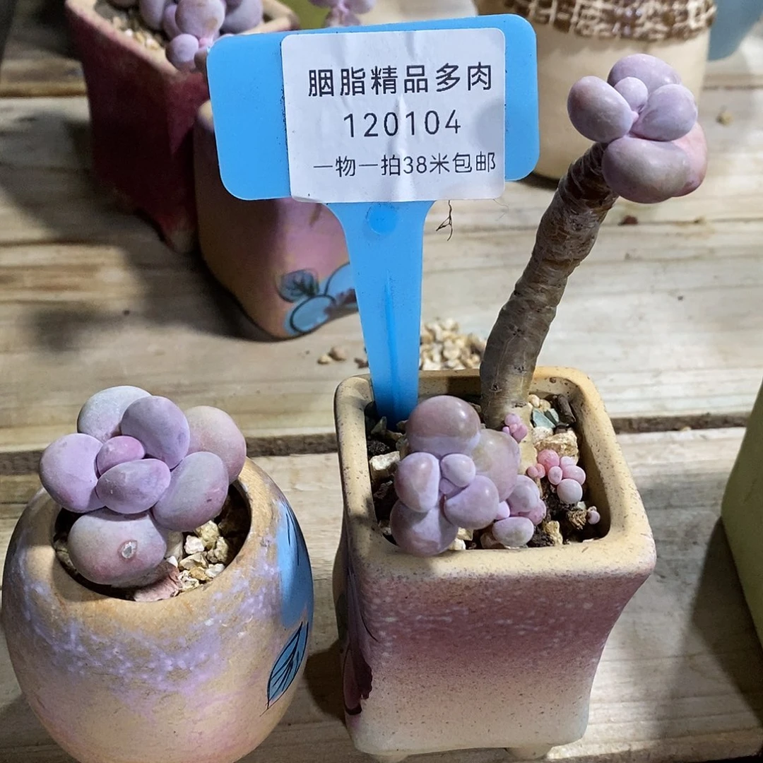 120104路凑了图图哦