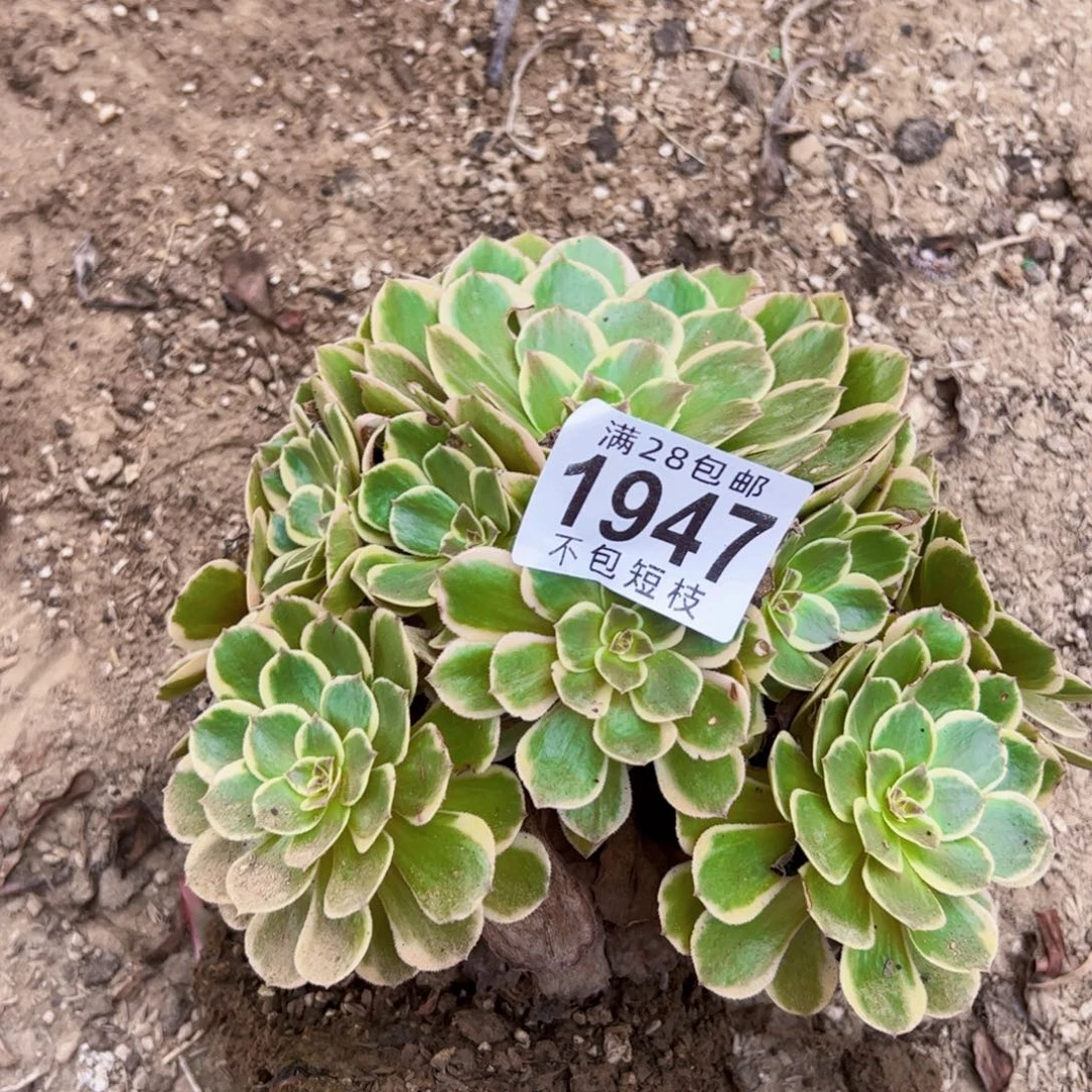 1947粉花妖多肉植物