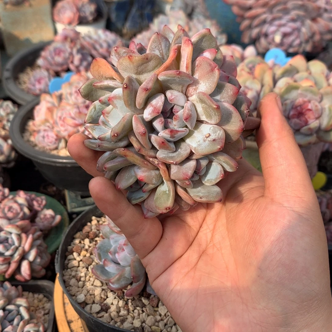 怒**豆金豆 发货 哈哈哈哈哈哈