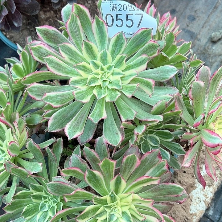 0557天和多肉植物