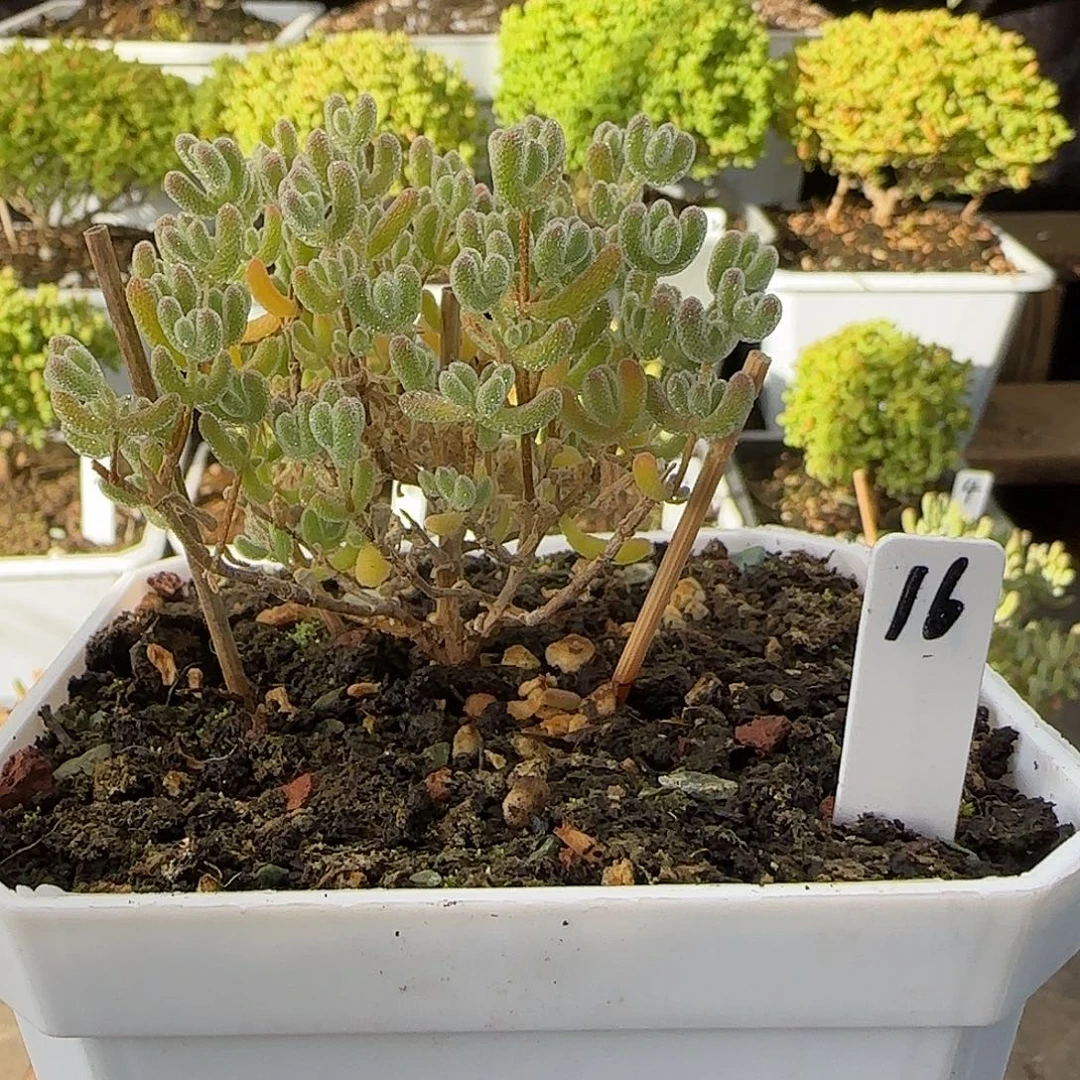 冰晶枝干番杏。。。。