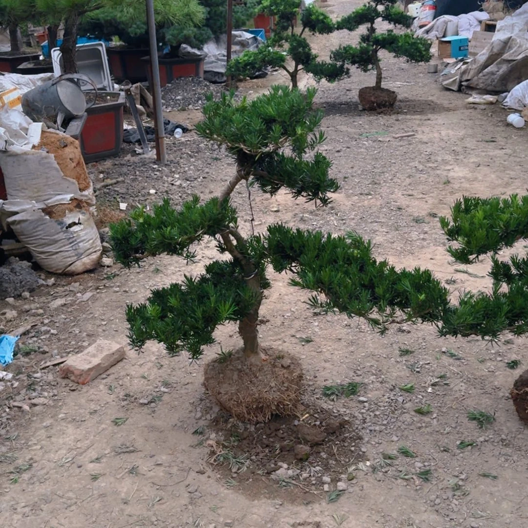 久***哥无花朵罗汉松一物一拍